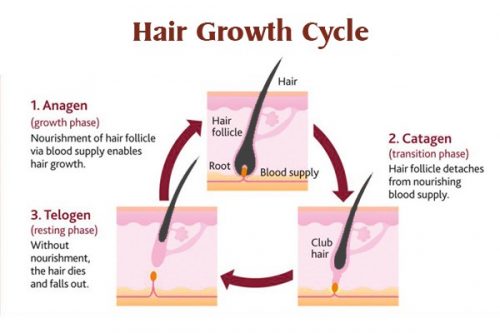 Hair Growth Cycle - Beauty